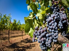 В Дагестане заложили около 700 гектаров виноградников