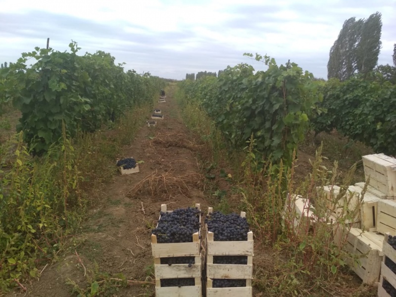 В хозяйствах Карабудахкекнтского района идет уборка винограда 