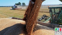 Россия увеличила экспорт пшеницы на 13%