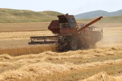 В Карабудахкентском районе собрано 17,6 тысяч тонн зерновых