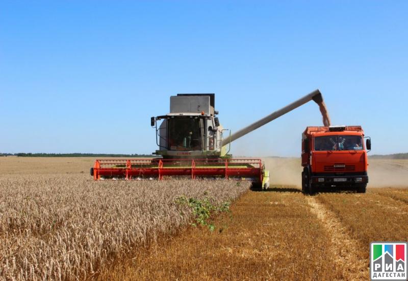 Свыше 50 тысяч тонн озимых зерновых культур собрали в хозяйствах Дагестана