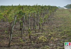 За три года в Дагестане заложили около пяти тысяч гектаров новых виноградников