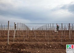Аграрии Дагестана приступили к весенней закладке виноградников