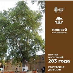 Напоминаем, что продолжается голосование на звание Российское дерево года 2020!!!
