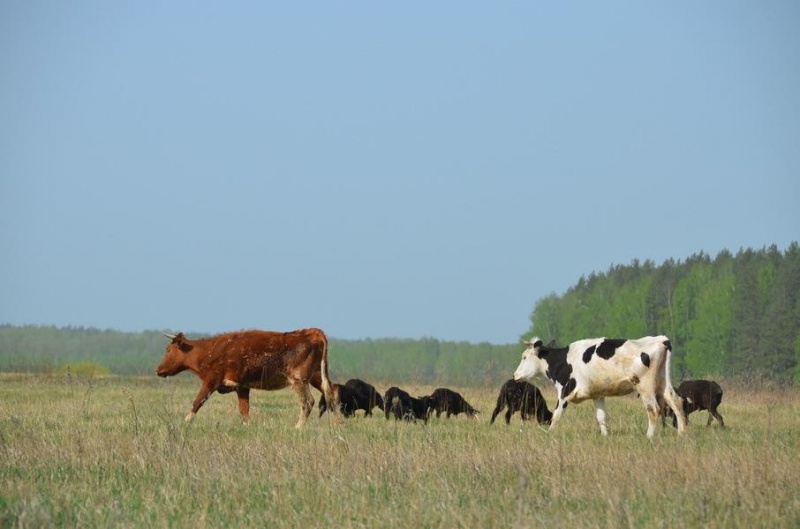 Безнадзорный скот уничтожает посевы сельхозкультур и наносит ущерб сельхозтоваропроизводителям района.