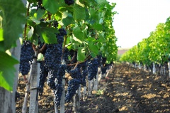 Шахабутдин Мустафаев: «Новые виноградники – это новые рабочие места»