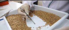 В Дагестане оценивают семенной материал озимых под урожай 2024 года