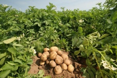 Правительство Российской Федерации с 1 января 2023 года запускает федеральный проект «Развитие овощеводства и картофелеводства» 
