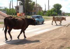 В Карабудахкентском районе проводятся мероприятия по отлову безнадзорного скота.