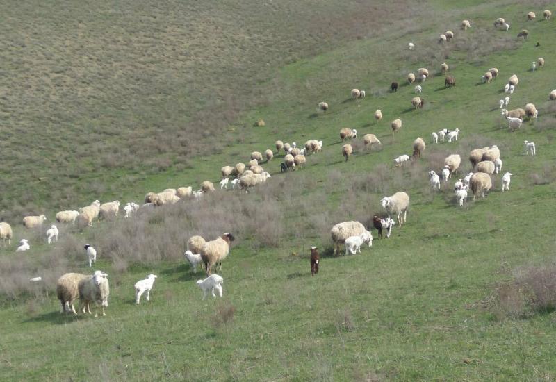 В животноводческих хозяйствах Карабудахкентского района возросло ягнение овец