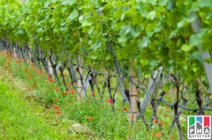 Дагестанские виноградники внесут в единый государственный реестр