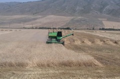 В Какашуре начали уборку урожая зерновых