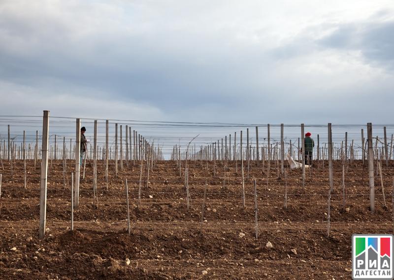 Аграрии Дагестана приступили к весенней закладке виноградников