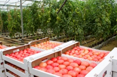 Карабудахкентский район в числе лидеров по объему производства сельскохозяйственной продукции в Дагестане