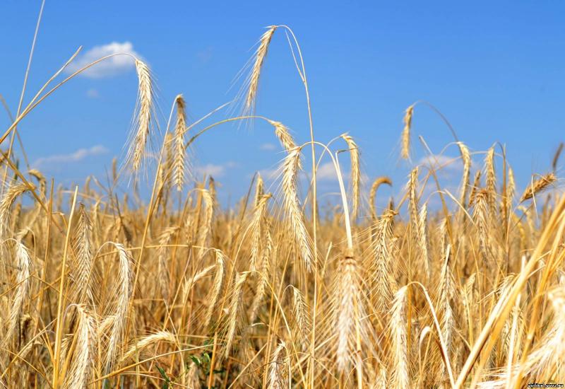 В Дагестане завершается уборка озимых зерновых