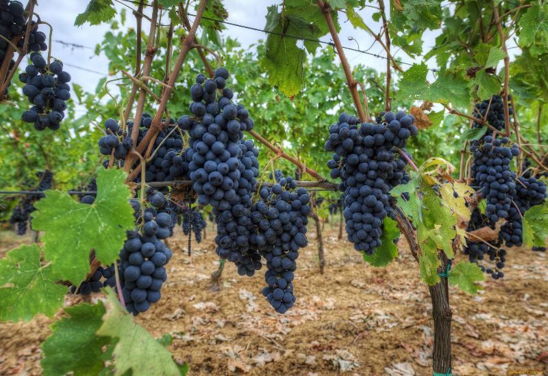  В 2017 году виноградари Карабудахкентского района планируют собрать более 9,5 тыс. тонн винограда