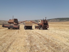 В хозяйствах Карабудахкентского района завершается уборка зерновых колосовых культур.