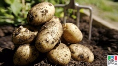 Сельхозпроизводители Дагестана приступили к уборке овощей, плодов и картофеля