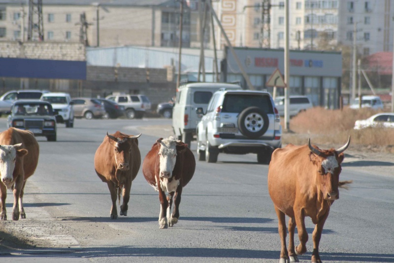 Как решают проблему бесхозного скота в селении Доргели?