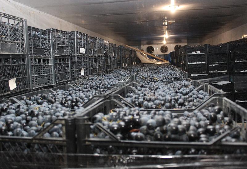 Более 500 тонн винограда хранится в холодильных камерах сельхозпроизводителей Карабудахкентского района