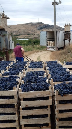 Информация по сбору урожая винограда.