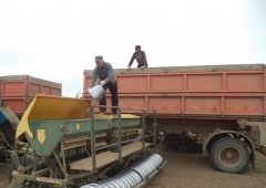 Почти 90% использованного посадочного материала в озимом севе в Дагестане оказались качественными