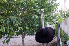 Африканских страусов разводят в Карабудахкентском районе