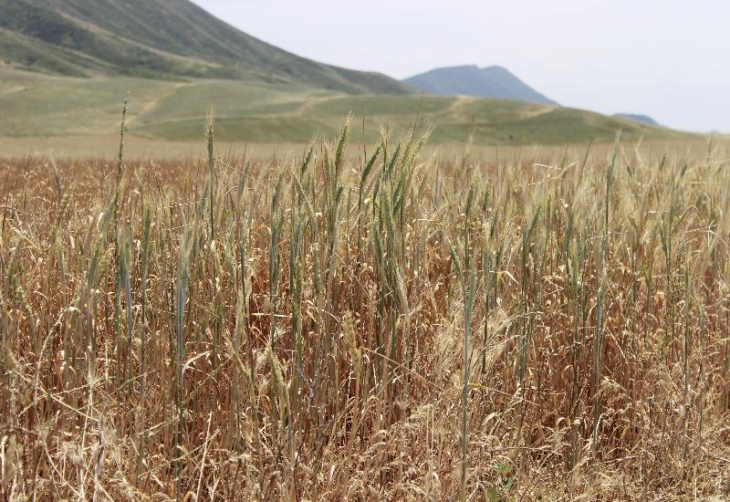 В Карабудахкентском районе от засухи пострадали посевы озимых