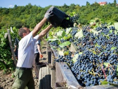 Дагестан обновил исторический рекорд урожая винограда