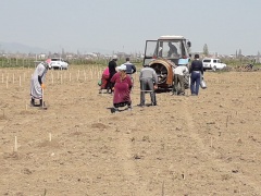 В Карабудахкентском районе завершается посадка виноградников.